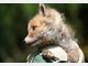 Findel-Fuchs Ina hat ein neues Zuhause