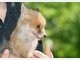 Findel-Fuchs Ina hat ein neues Zuhause