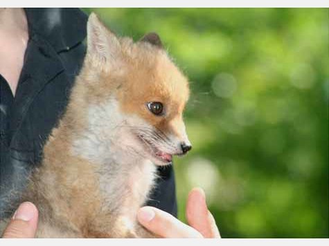 Findel-Fuchs Ina hat ein neues Zuhause