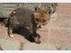 Findel-Fuchs Ina hat ein neues Zuhause