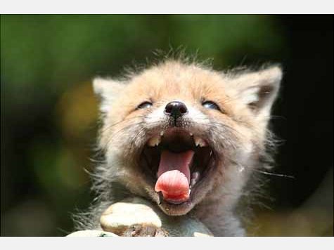 Findel-Fuchs Ina hat ein neues Zuhause