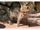 Findel-Fuchs Ina hat ein neues Zuhause