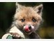 Findel-Fuchs Ina hat ein neues Zuhause