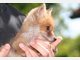 Findel-Fuchs Ina hat ein neues Zuhause