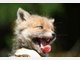 Findel-Fuchs Ina hat ein neues Zuhause
