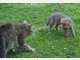 Findel-Fuchs Ina hat ein neues Zuhause