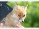 Findel-Fuchs Ina hat ein neues Zuhause