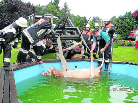Mit starken Schlingen hievte die Feuerwehr die Kuh aus dem Wasser. Foto: Leder Mit starken Schlingen hievte die Feuerwehr die Kuh aus dem Wasser. Foto: Leder