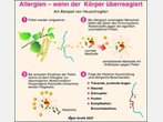 Immunsystem – falsch gesteuert, bedeutet Allergie