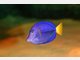 Fisch