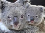 Australien: Tierische Urlaubsidee Koala-Sitter