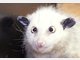 Opossum
