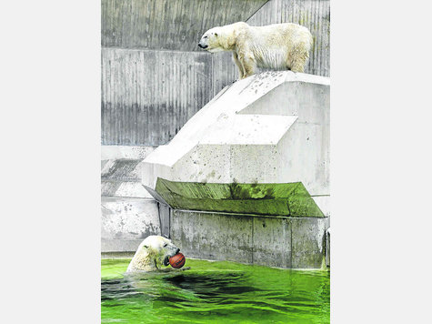 Eisschollen aus Beton für die Münchner Eisbären. So baute man die Gehege in den Siebzigern. Artgerechter soll das neue Eisbären-Paradies werden, das 2010 eröffnet wird. RK Eisschollen aus Beton für die Münchner Eisbären. So baute man die Gehege in den Siebzigern. Artgerechter soll das neue Eisbären-Paradies werden, das 2010 eröffnet wird. RK