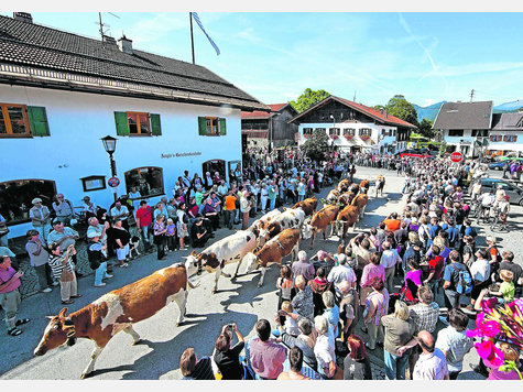 Mensch und Tier dicht gedr&auml;ngt: Das Vieh erreicht den Ortskern von Kr&uuml;n und biegt am Dorfplatz Richtung Festzelt ab.