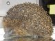 Igel Oktoberfest