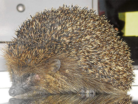 Igel Oktoberfest