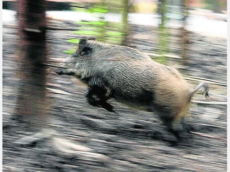 Ab durch die Mitte: Meist aber verstecken sich Wildschweine. Ab durch die Mitte: Meist aber verstecken sich Wildschweine.