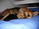 Hundegeburt live bei Antenne Bayern