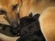 Hundegeburt live bei Antenne Bayern