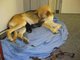 Hundegeburt live bei Antenne Bayern