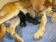 Hundegeburt live bei Antenne Bayern