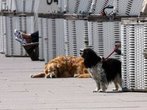 Insel Sylt will ihre Gäste vor Hunden schützen