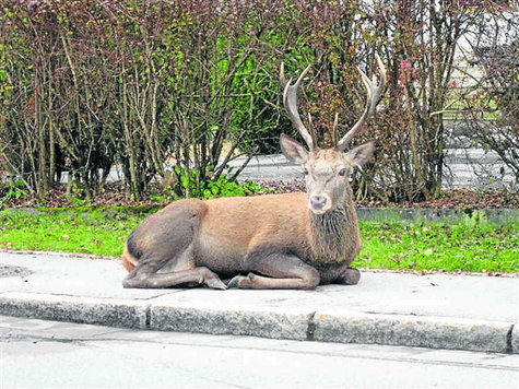 1769040471-strassenrand-kniete-dieser-kranke-hirsch-gestern-freihausstrasse-wiessee-foto-wiendl.9.jpg