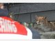 Wilde Fuchsjagd durch Unterhaching