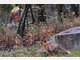 Wilde Fuchsjagd durch Unterhaching