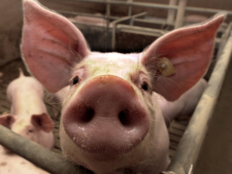 Bei einem deutschen Hausschwein ist die Schweinegrippe nachgewiesen worden. Bei einem deutschen Hausschwein ist die Schweinegrippe nachgewiesen worden.