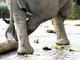 Jamuna: Das erste Elefanten-Baby seit 60 Jahren