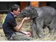 Verr&uuml;ckte Fan-Artikel mit Elefanten-Baby "Jamuna" aus dem Tierpark Hellabrunn