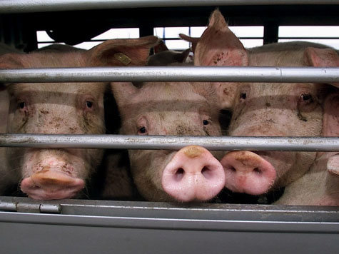 Bei einem Lawinenexperiment sollen 29 Schweine unter einer Lawine begraben werden. Bei einem Lawinenexperiment sollen 29 Schweine unter einer Lawine begraben werden.