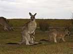 Unterwegs im grünen Norden von Australien