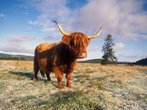 Den Norden Schottlands im Frühjahr erkunden Den Norden Schottlands im Frühjahr erkunden
