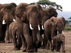 Safari-Lodges von Überschwemmung zerstört  