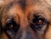 Hund fällt Supermarkt-Gäste an