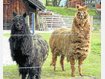 Alpaka-Dame gesucht: Tom (li.) und Jerry wollen ein Weibchen &ndash; hoffentlich sorgt das nicht f&uuml;r Unfrieden. Angela von drachenfels