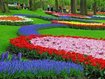 Diese Woche startet die große Tulpenschau am Keukenhof