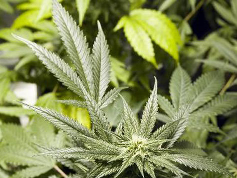 Cannabis Blase Cannabis Blase