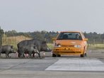 ADAC-Crashtest: Wildunfälle