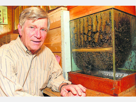 Bienen in Not: Imker Georg Kellner musste seine Bienen heuer mit Zuckerwasser und Abschöpfhonig füttern. Die Tiere konnten im verregneten Mai wegen der Kälte nicht ausfliegen. Foto: Archiv Bienen in Not: Imker Georg Kellner musste seine Bienen heuer mit Zuckerwasser und Abschöpfhonig füttern. Die Tiere konnten im verregneten Mai wegen der Kälte nicht ausfliegen. Foto: Archiv