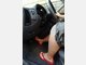 Hitze im Auto