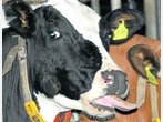 Blauzungenkrankheit: Bauern froh über Gerichtsurteil