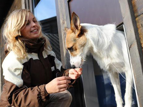 Hundehotel Hundehotel