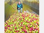 Ebersberg - Jeder Apfel wird gebraucht!
