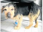 Wer kennt diesen Hund?