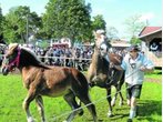 Fohlenmarkt Rottenbuch: 7000 Besucher