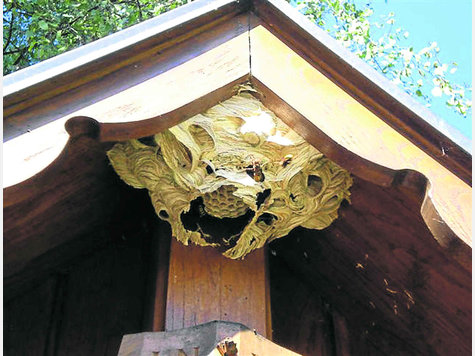 Das Hornissennest am Weichser Friedhof. foto: josef neisser Das Hornissennest am Weichser Friedhof. foto: josef neisser