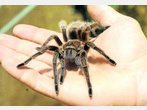 Keine Angst vor großen Spinnen
